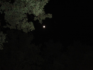 Volle maan